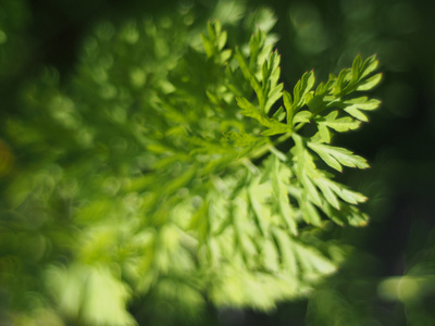 在夏季森林草