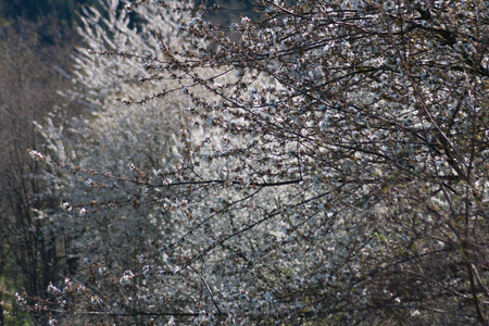 春天盛开的白色苹果树