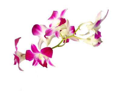 美丽的兰花查出的白色背景选择性软焦点。充满活力的热带兰花花, 花卉背景