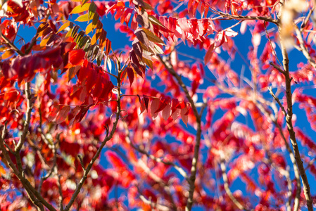 在蓝天背景的树枝上的美丽, 红色, 秋叶