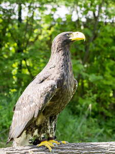 白尾鹰, 吼上, 属于更常见的老鹰