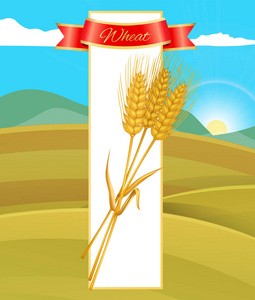 小麦谷物海报与自然向量图图片