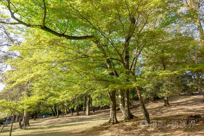 夏天的绿色枫树森林照片-正版商用图片08uzeu-摄图新