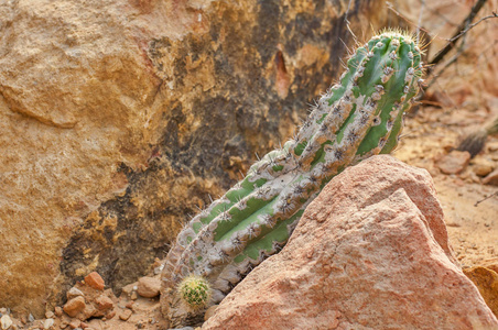 trichocereus 仙人掌肉质在沙漠中的特写。模糊背景仙人掌的细节