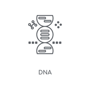 dna 线性图标。dna 概念笔画符号设计。薄的图形元素向量例证, 在白色背景上的轮廓样式, eps 10