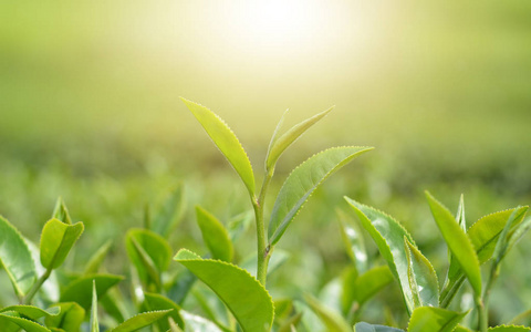 在早晨的阳光下关闭绿色茶叶