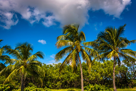 在佛罗里达州基韦斯特，斯马瑟斯海滩的棕榈树