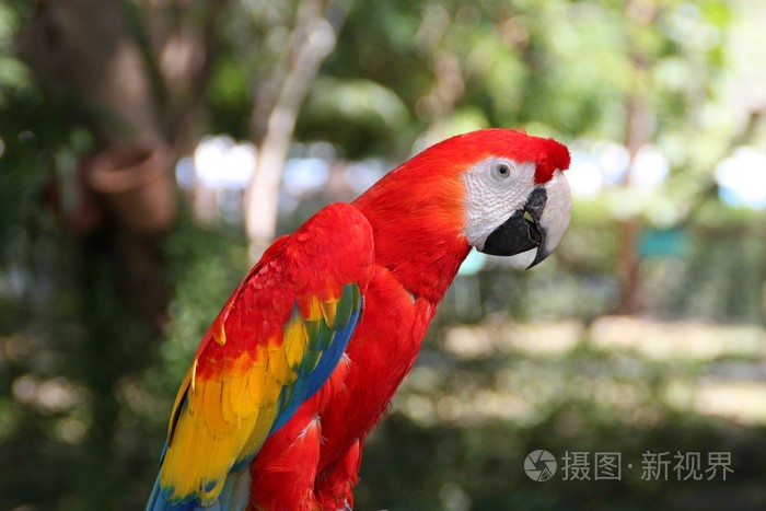 金刚鹦鹉鹦鹉鸟