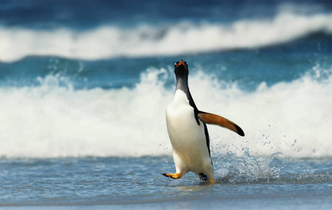 巴布亚企鹅在大西洋沿岸的海滩上漫步。福克兰群岛