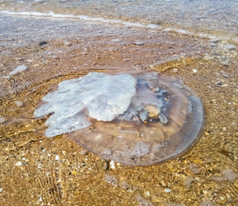 在浅水中死水母。水母 Rhizostoma 根绳, 扔到海边。死水母