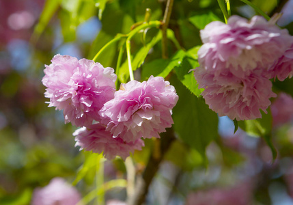 粉红樱花迎春 花卉绽放绚丽