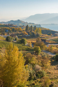 10月娜拉玛塔台葡萄园树木曼森山和根湖景观