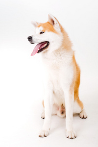 秋田 inu