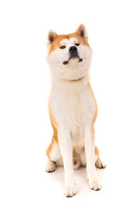 秋田 inu