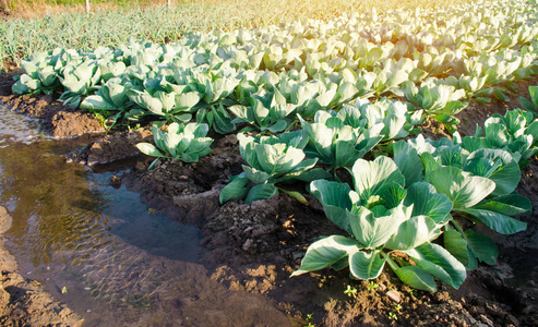 农作物自然浇水, 灌溉。卷心菜种植园生长在田间。蔬菜排。农耕农业