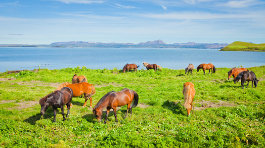 冰岛马在美丽风景的一个著名的旅游的地方冰岛北部湖附近的草地上
