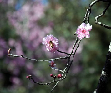 蜜蜂在粉红色的樱桃花。樱花盛开在春天。粉红色的樱花盛开。樱花日本樱花在植物园里