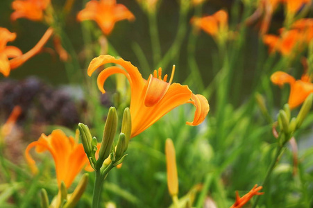 土耳其百合花