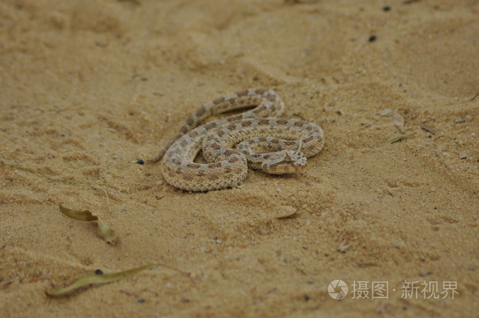 在沙漠的沙滩上带角的蝰蛇