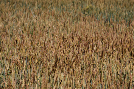 成熟的麦田, 成熟的谷物种植收获, 夏日