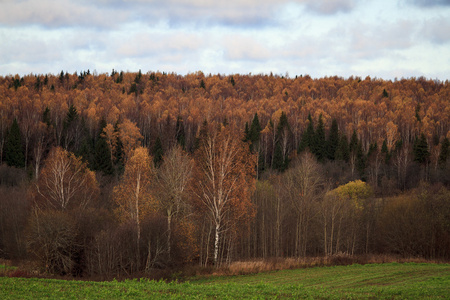 秋天的森林景观与天空和多彩的树木。定了调子