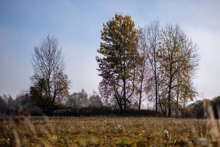 秋天有鲜艳的黄色白桦树树叶和树枝。纹理自然背景