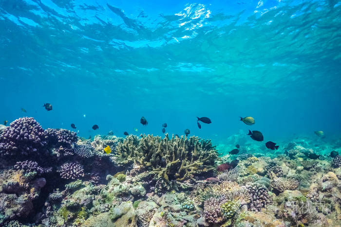 马尔代夫热带海洋的海洋生物.明亮的水下风景与热带鱼和珊瑚礁