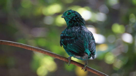 绿色的宽嘴也被称为较小的绿色宽嘴, 是宽嘴家族中的一只小鸟, 可以用它充满活力的绿色羽毛来识别