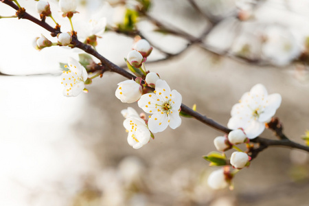 白樱桃花