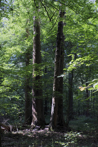 夏季落叶原始森林与老橡树背景, Bilowieza 森林, 波兰, 欧洲