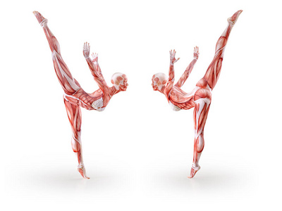 肌肉解剖女性的图锻炼, 隔绝。保健健身跳舞饮食和运动理念。3d 插图
