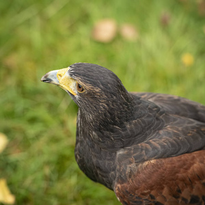 英国, 舍伍德阿甘, 诺丁汉鸟的猎物事件 2018年10月在囚禁哈里斯鹰