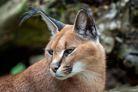 肖像沙漠猫狞猫 狞猫狞猫 或非洲山猫与长簇绒耳朵