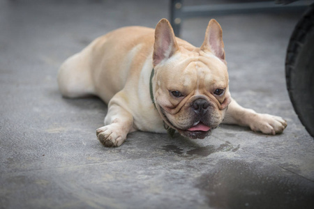 年轻的法国斗牛犬正在睡觉, 在地上玩耍