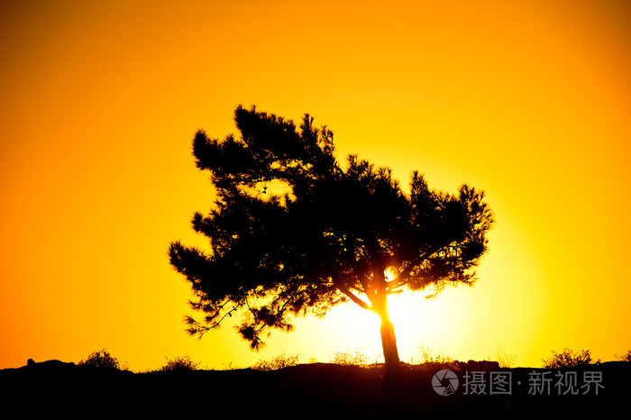 在初升的太阳的光线一棵树的剪影