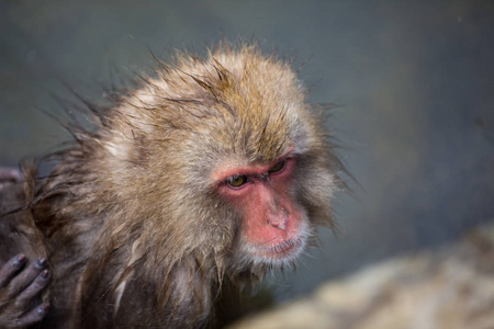 一些猕猴在亚洲日本与家人沐浴