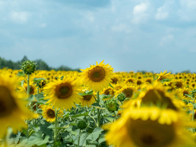 关闭视图的向日葵与黄色的花瓣。黄农田在灰色多云的天空下绽放。夏季乡村景观。背景模糊。软选择性聚焦