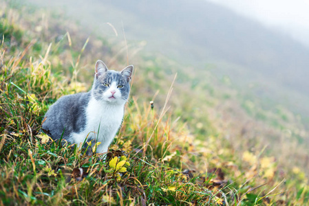 猫在绿色草甸特写