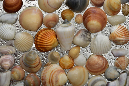 海贝壳为背景, 贝壳收集贝壳自然