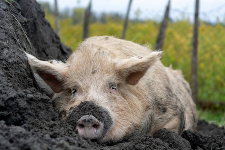 一个快乐的家的大猪躺在土堆堆的肖像, 在泥土中, 放松