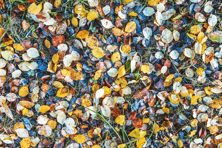 红色和黄色落叶在绿色原始的草, 图片从上面, 抽象自然秋天背景和纹理