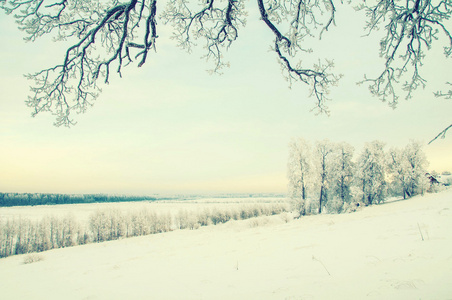冬天下雪树木