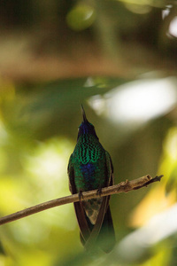 波光粼粼的紫罗兰耳蜂鸟蜂鸟 coruscans 栖息在花园的树枝上