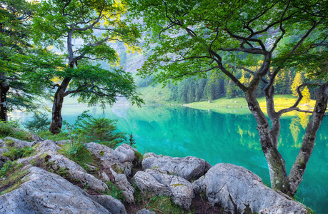 森林和湖在瑞士山谷。树和水。自然风景在 Swotzerland 在夏天时间