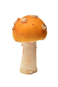 鹅膏菌 Gemmata 蘑菇