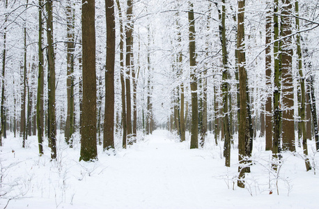 冬季森林和路
