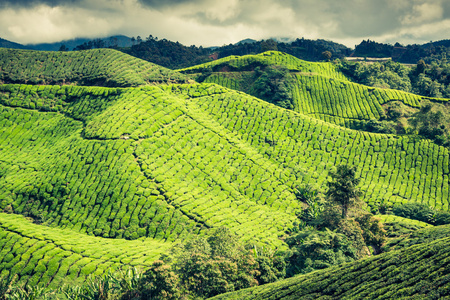 在金马伦高原，马来西亚，亚洲的茶叶种植园