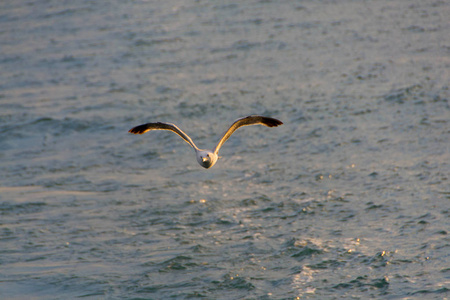 海鸥或海鸥, 在船上, 在空中飞翔, 站立和等待食物