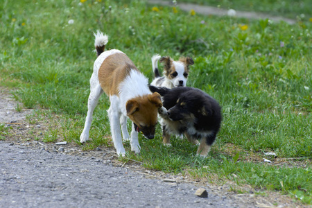 小狗狗在绿草的背景下互相咬和玩耍。美丽的白色, 黑色的鼻子和棕色的耳朵。小组欢快的狗