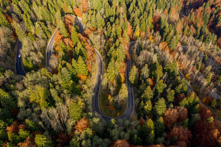 在秋天蜿蜒的道路穿过森林。航空摄影